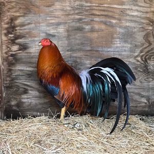 Meet your Posher, Billy